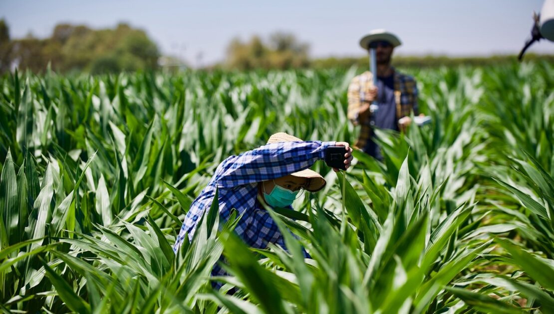 crop height leaf area maize crops COALA