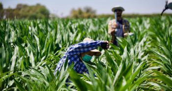 crop height leaf area maize crops COALA
