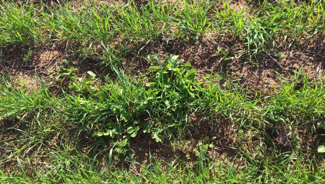 wild-radish-COALA-dryland-crop-management