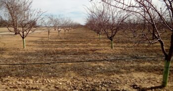 Woody-crops-remote-sensing